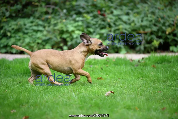 : DOG, French Bulldog X Chihuahua, running in a garden : DOG, French Bulldog X Chihuahua, running in a garden