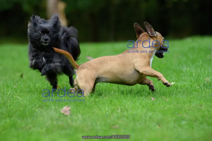  : DOG, French Bulldog X Chihuahua, running in a garden