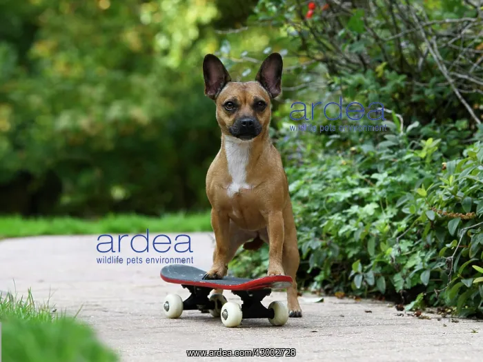: DOG, French Bulldog X Chihuahua, on a scateboard in a garden : DOG, French Bulldog X Chihuahua, on a scateboard in a garden