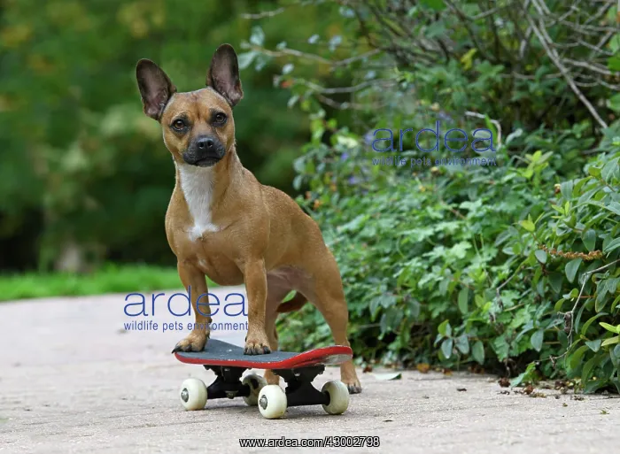 : DOG, French Bulldog X Chihuahua, on a scateboard in a garden : DOG, French Bulldog X Chihuahua, on a scateboard in a garden