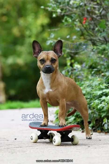 : DOG, French Bulldog X Chihuahua, on a scateboard in a garden : DOG, French Bulldog X Chihuahua, on a scateboard in a garden