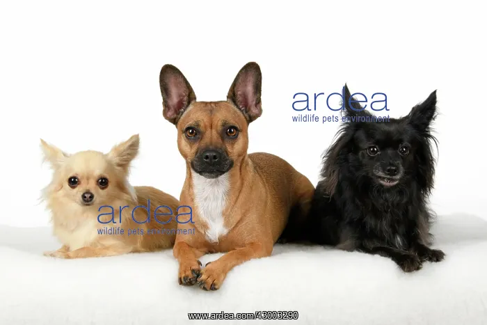 : DOG, French Bulldog X Chihuahua, sitting with two : DOG, French Bulldog X Chihuahua, sitting with two