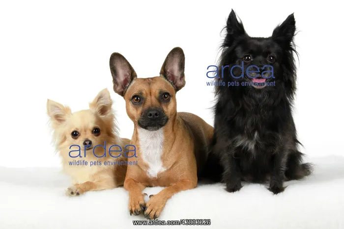 : DOG, French Bulldog X Chihuahua, sitting with two : DOG, French Bulldog X Chihuahua, sitting with two