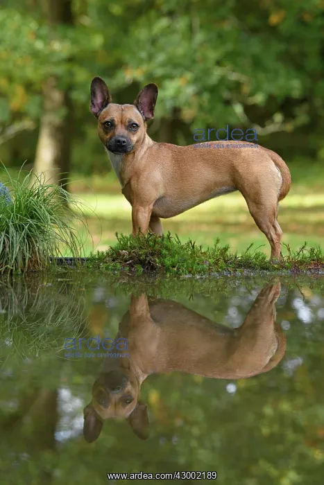 : DOG, French Bulldog X Chihuahua, standing next to : DOG, French Bulldog X Chihuahua, standing next to