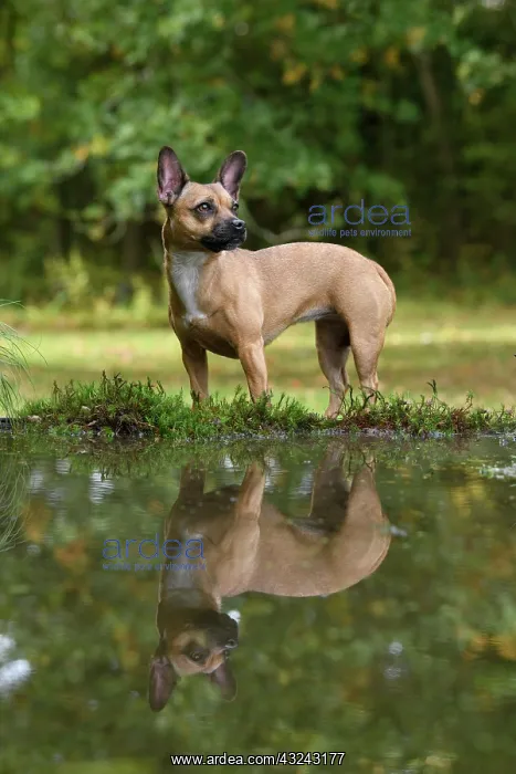 : DOG, French Bulldog X Chihuahua, standing next to : DOG, French Bulldog X Chihuahua, standing next to