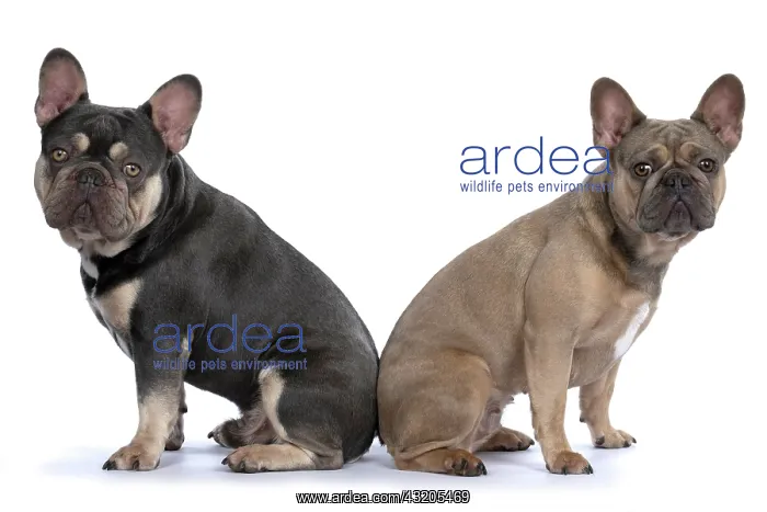 : DOG. French Bulldogs x2, sitting back to back : DOG. French Bulldogs x2, sitting back to back