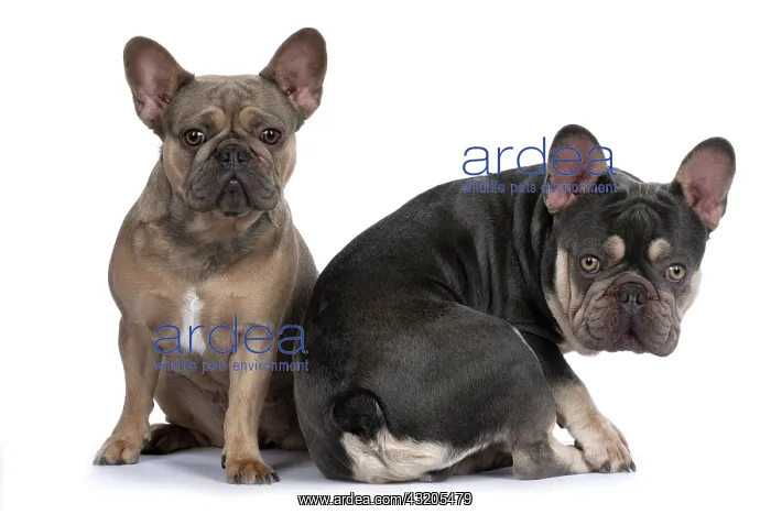 : DOG. French Bulldogs x2, sitting back to back : DOG. French Bulldogs x2, sitting back to back