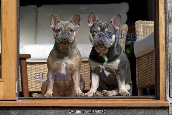 : DOG. French Bulldogs x2, sitting together, in a : DOG. French Bulldogs x2, sitting together, in a