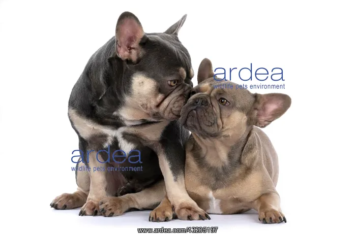 : DOG. French Bulldogs x2, sitting together, lick : DOG. French Bulldogs x2, sitting together, lick