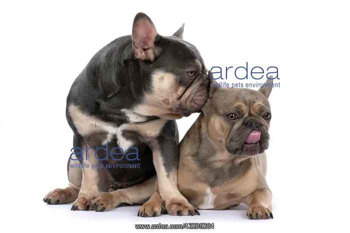 : DOG. French Bulldogs x2, sitting together, lick : DOG. French Bulldogs x2, sitting together, lick