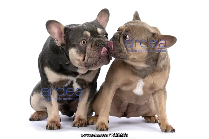 : DOG. French Bulldogs x2, sitting together, lick : DOG. French Bulldogs x2, sitting together, lick