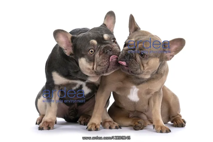 : DOG. French Bulldogs x2, sitting together, lick : DOG. French Bulldogs x2, sitting together, lick