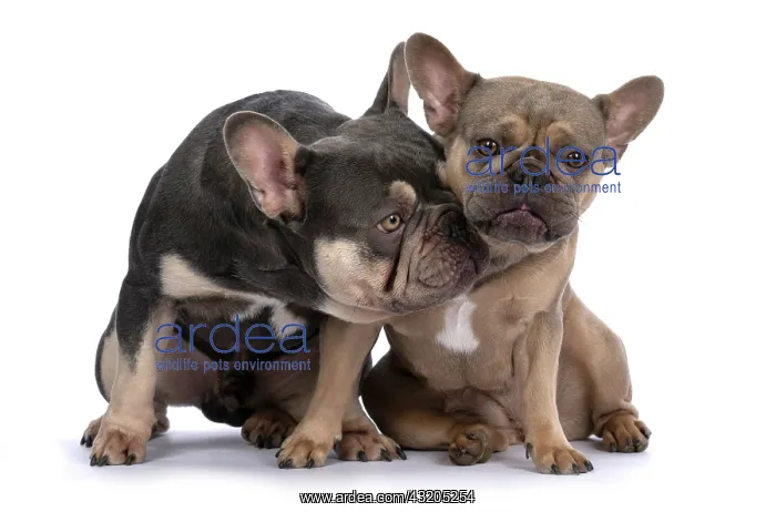 : DOG. French Bulldogs x2, sitting together, lick : DOG. French Bulldogs x2, sitting together, lick