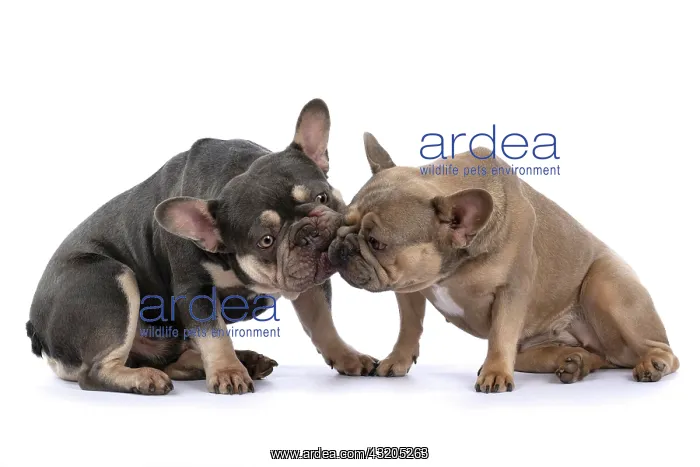 : DOG. French Bulldogs x2, sitting together, lick : DOG. French Bulldogs x2, sitting together, lick
