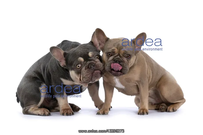 : DOG. French Bulldogs x2, sitting together, lick : DOG. French Bulldogs x2, sitting together, lick