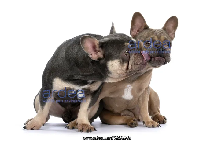 : DOG. French Bulldogs x2, sitting together, licki : DOG. French Bulldogs x2, sitting together, licki