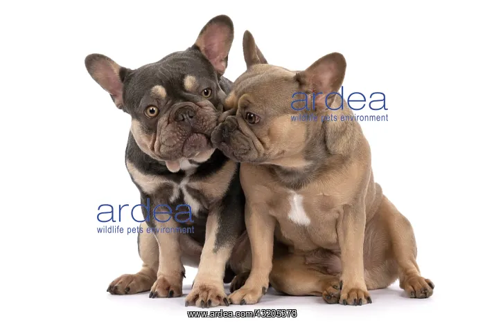: DOG. French Bulldogs x2, sitting together, licki : DOG. French Bulldogs x2, sitting together, licki