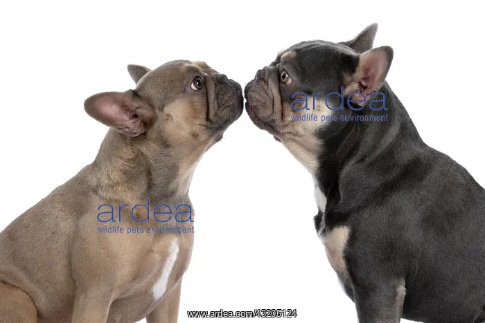 : DOG. French Bulldogs x2, sitting together, , nose : DOG. French Bulldogs x2, sitting together, , nose