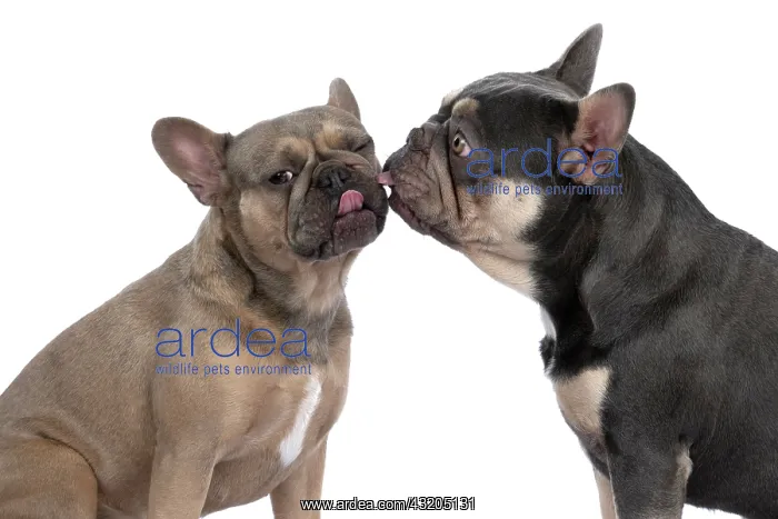 : DOG. French Bulldogs x2, sitting together, , nose : DOG. French Bulldogs x2, sitting together, , nose