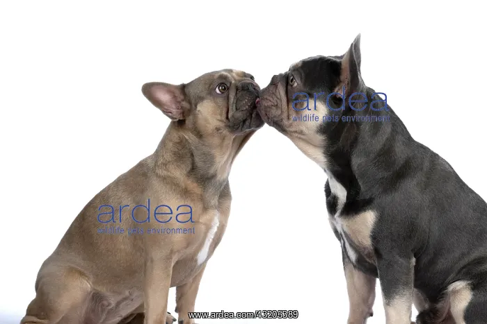 : DOG. French Bulldogs x2, sitting together, , nose : DOG. French Bulldogs x2, sitting together, , nose