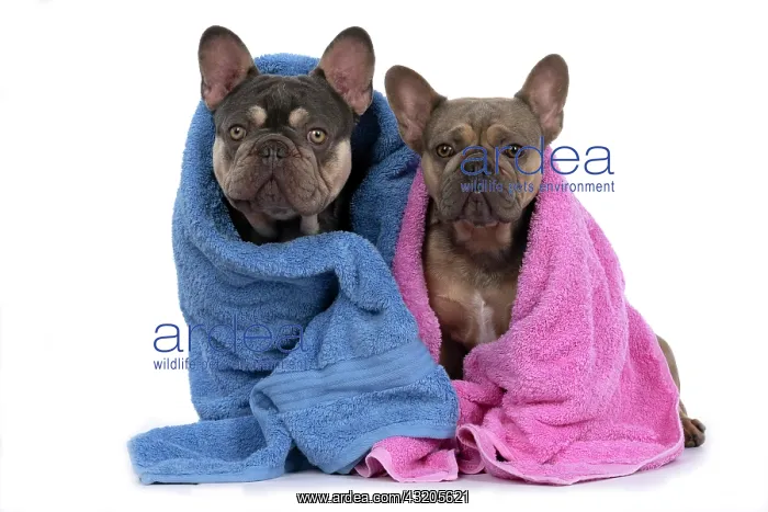  : DOG. French Bulldogs x2, sitting together, wrapp