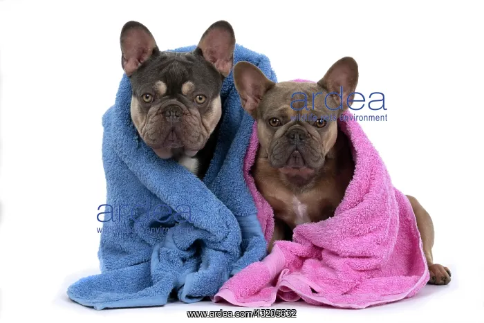 : DOG. French Bulldogs x2, sitting together, wrapp : DOG. French Bulldogs x2, sitting together, wrapp