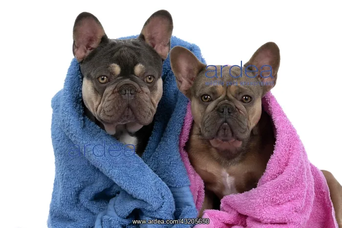 : DOG. French Bulldogs x2, sitting together, wrapp : DOG. French Bulldogs x2, sitting together, wrapp