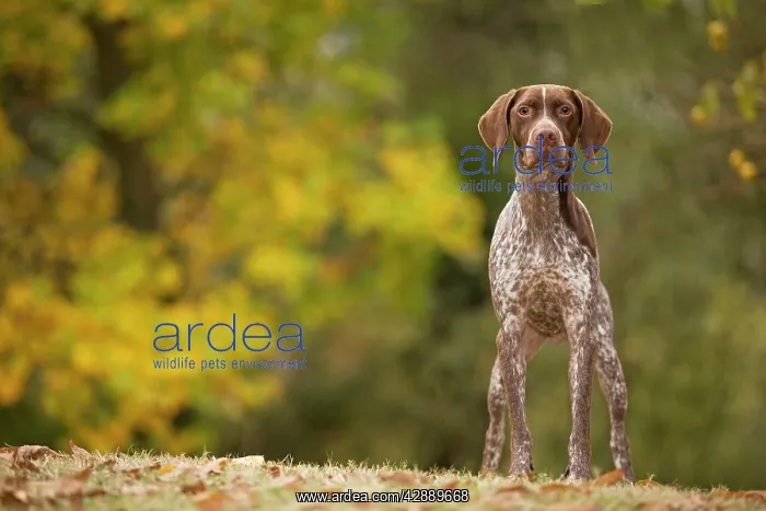  : Dog - French Pointer  /  Braque Francais