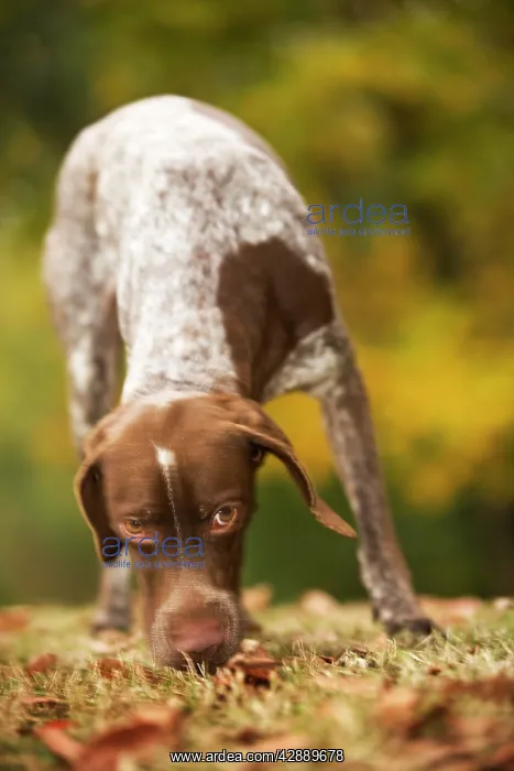  : Dog - French Pointer  /  Braque Francais