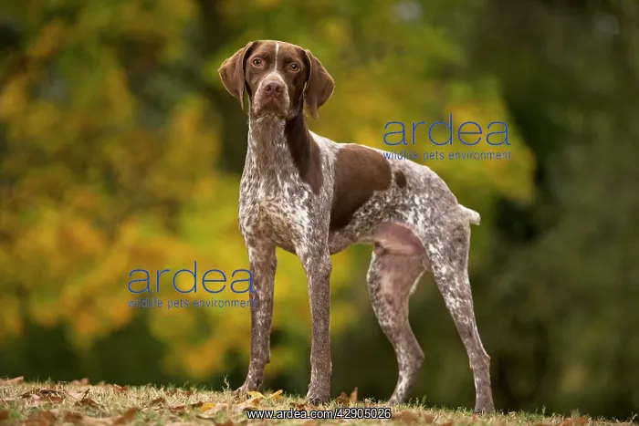  : Dog - French Pointer  /  Braque Francais