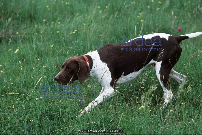 : DOG - FRENCH POINTER in flower meadow : DOG - FRENCH POINTER in flower meadow