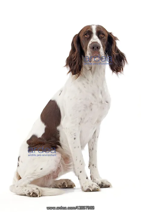  : Dog - French Spaniel