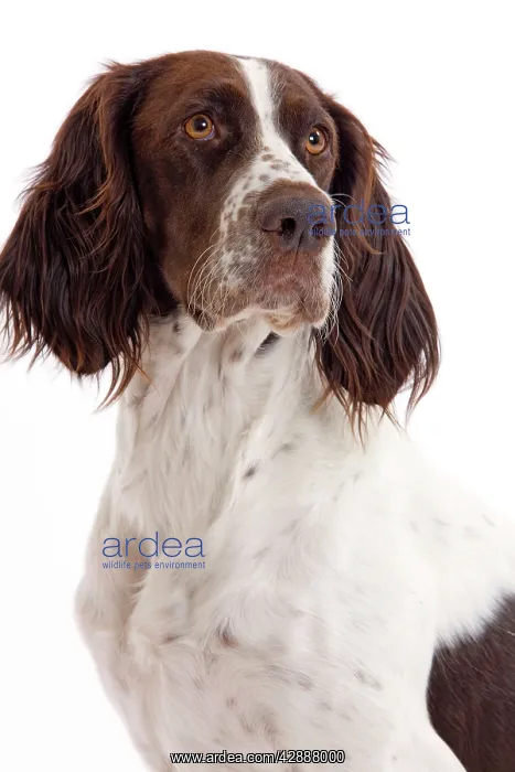  : Dog - French Spaniel