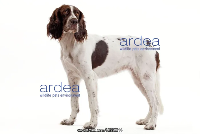  : Dog - French Spaniel