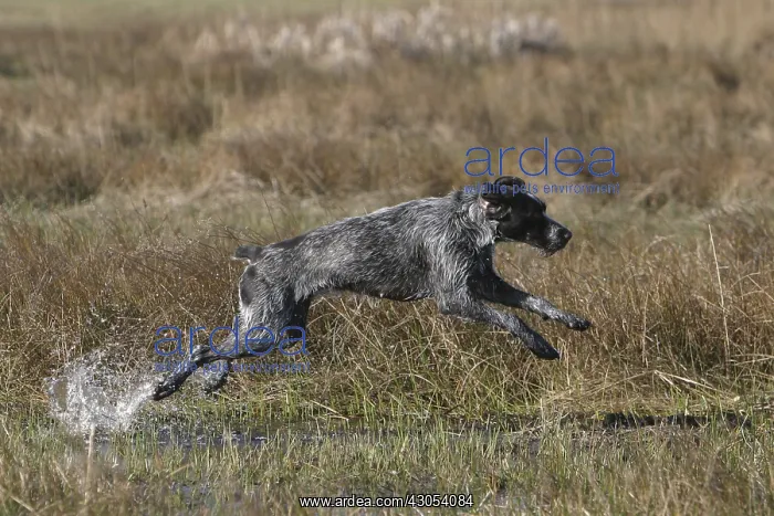  : Dog galloping in a marsh in the Baie de Somme