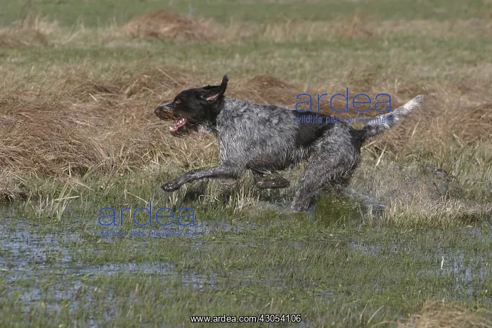 : Dog galloping in a marsh in the Baie de Somme : Dog galloping in a marsh in the Baie de Somme