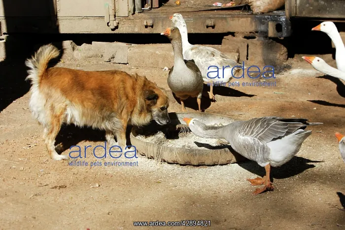  : Dog & Geese