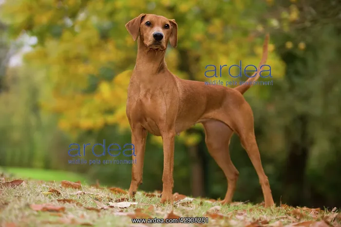 : Dog - German Pinscher : Dog - German Pinscher