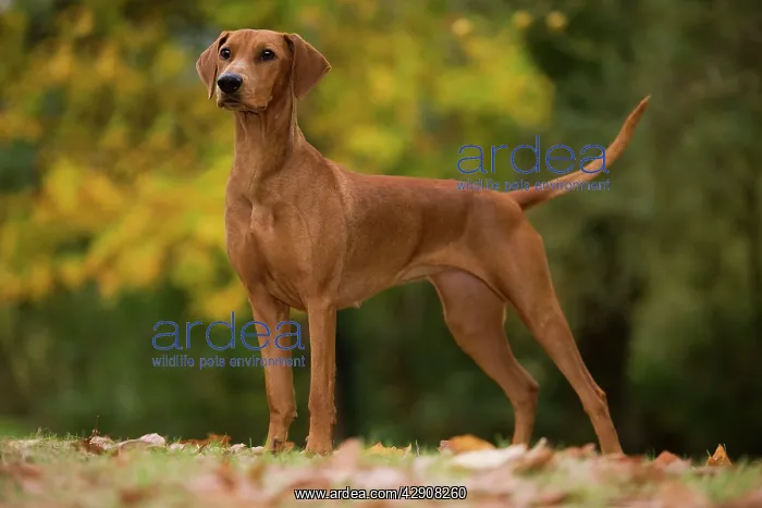 : Dog - German Pinscher : Dog - German Pinscher