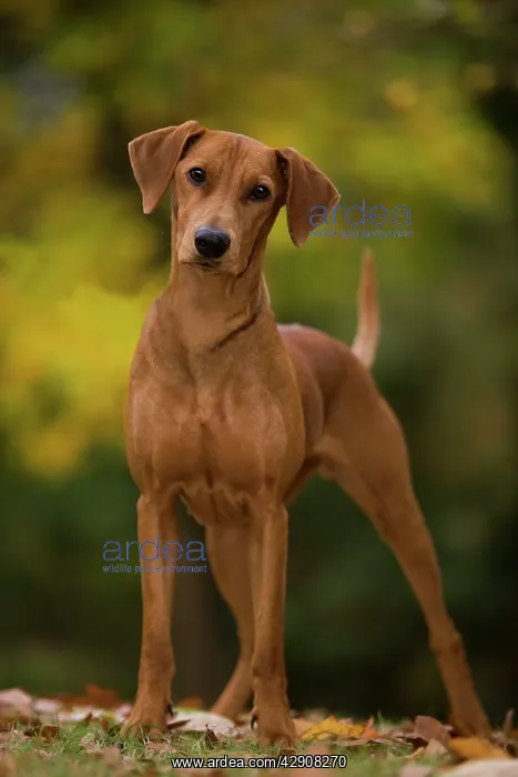 : Dog - German Pinscher : Dog - German Pinscher