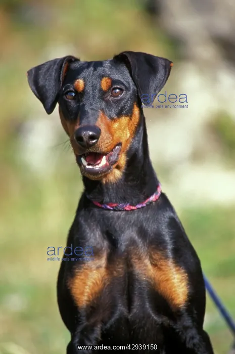 : Dog - German Pinscher, Also know as Standard Pinscher : Dog - German Pinscher, Also know as Standard Pinscher