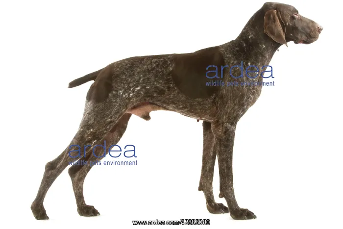  : Dog - German Pointer in studio