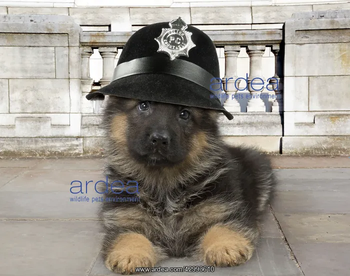 : Dog - German Shepherd - 3 months old : Dog - German Shepherd - 3 months old