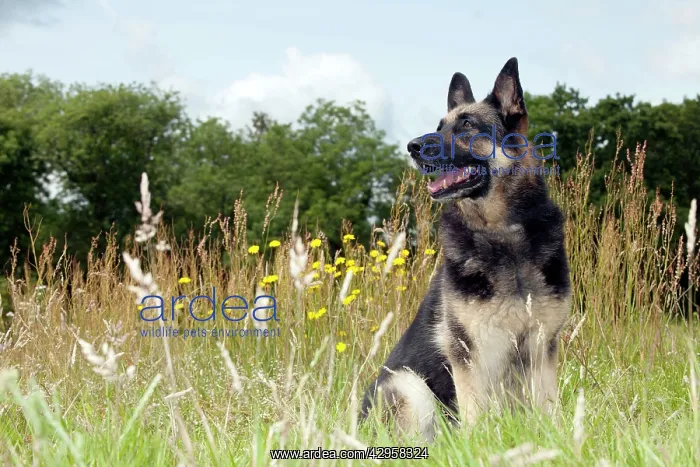 : DOG - German shepherd : DOG - German shepherd