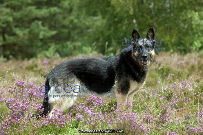 : DOG - German shepherd : DOG - German shepherd