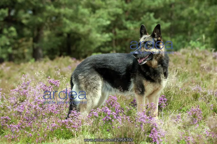 : DOG - German shepherd : DOG - German shepherd