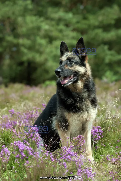 : DOG - German shepherd : DOG - German shepherd
