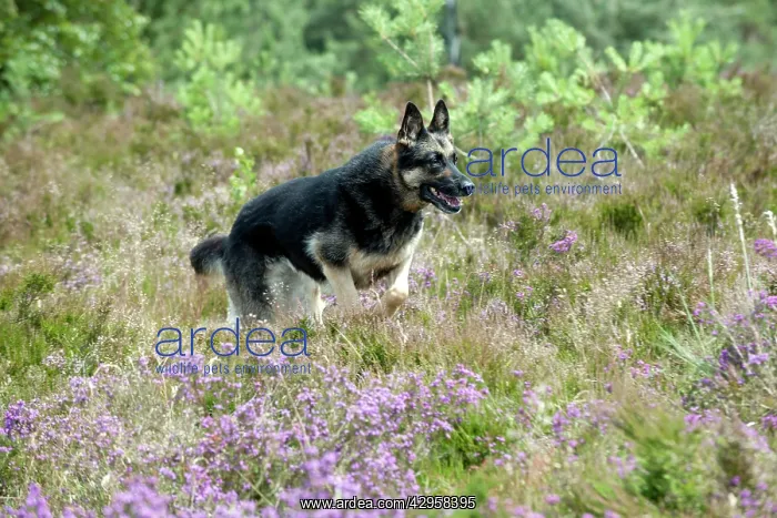 : DOG - German shepherd : DOG - German shepherd