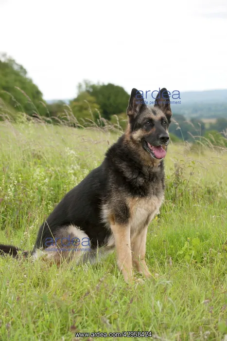  : DOG - German shepherd