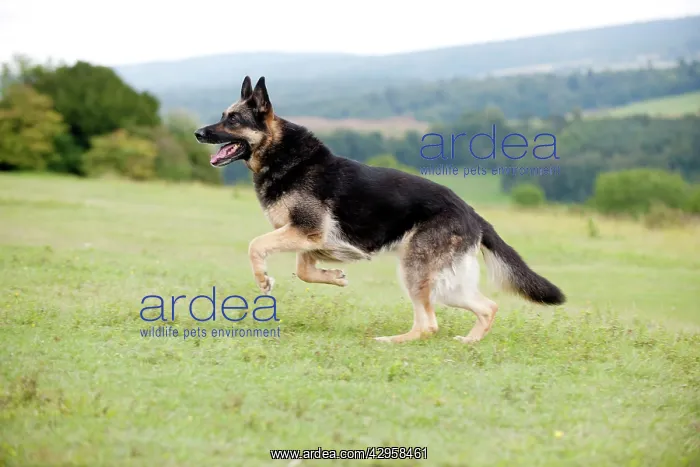 : DOG - German shepherd : DOG - German shepherd